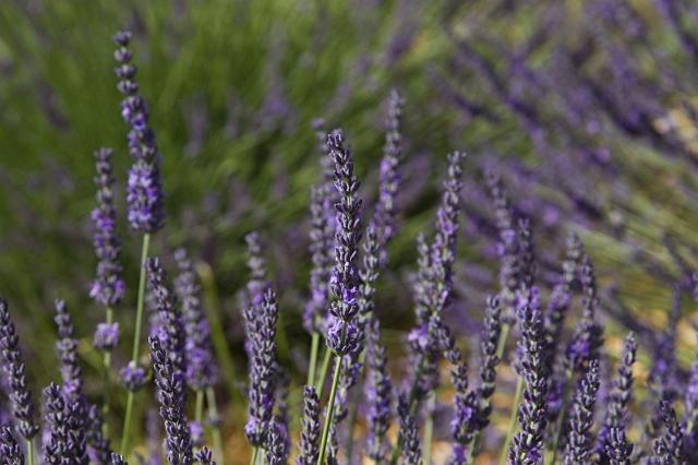 023 Lavendel.jpg